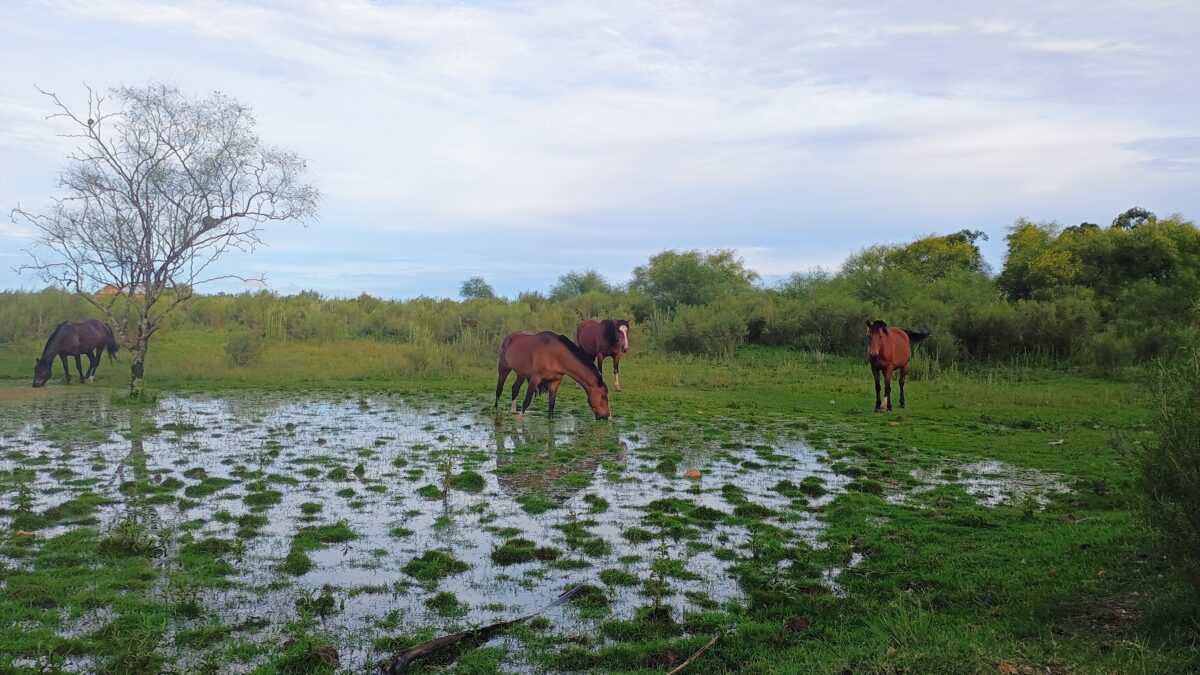 OAB Barro Preto - Pampa registra queda de 20% no desmatamento