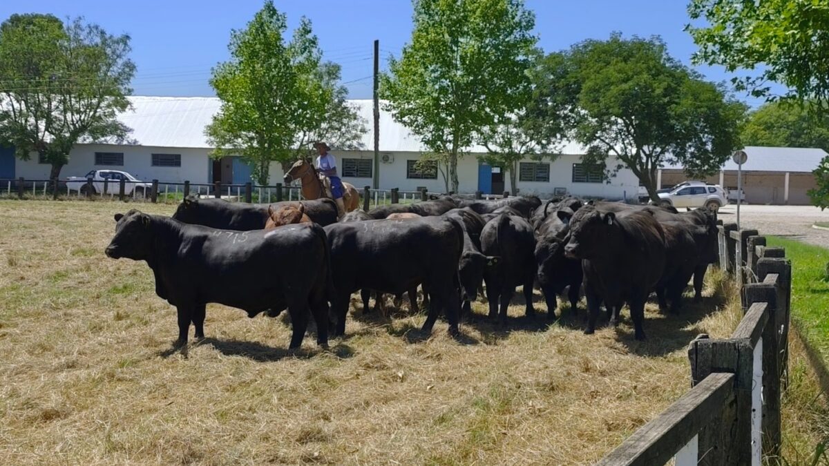 OAB Barro Preto - Selo aposta na ciência para fortalecer mercado de carnes