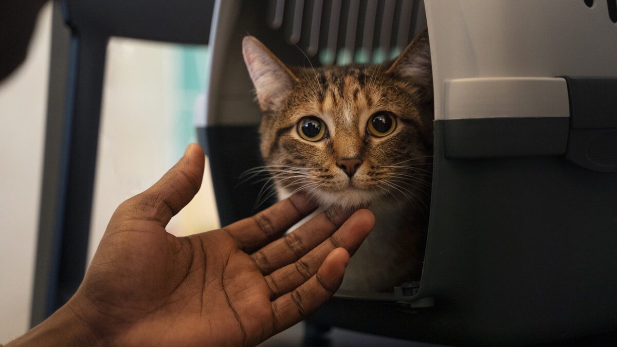 OAB Barro Preto - Viajar com animais exige atenção ao bem-estar dos pets
