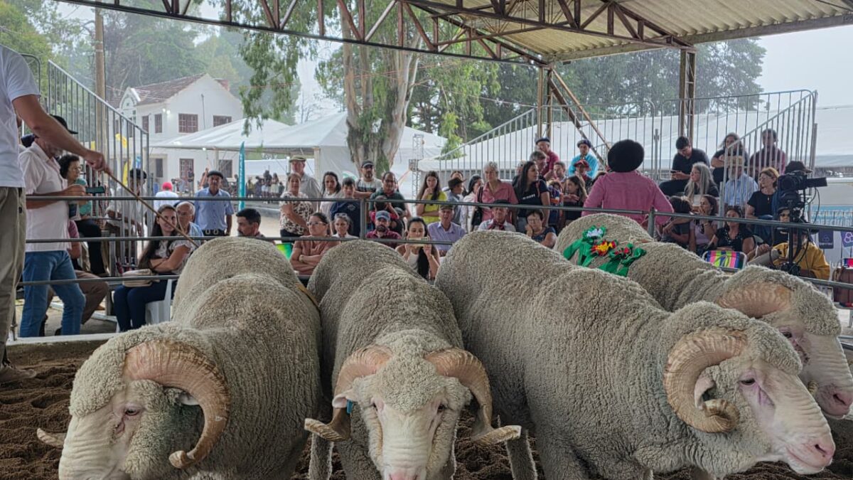 OAB Barro Preto - Feovelha se consolida como polo do agronegócio