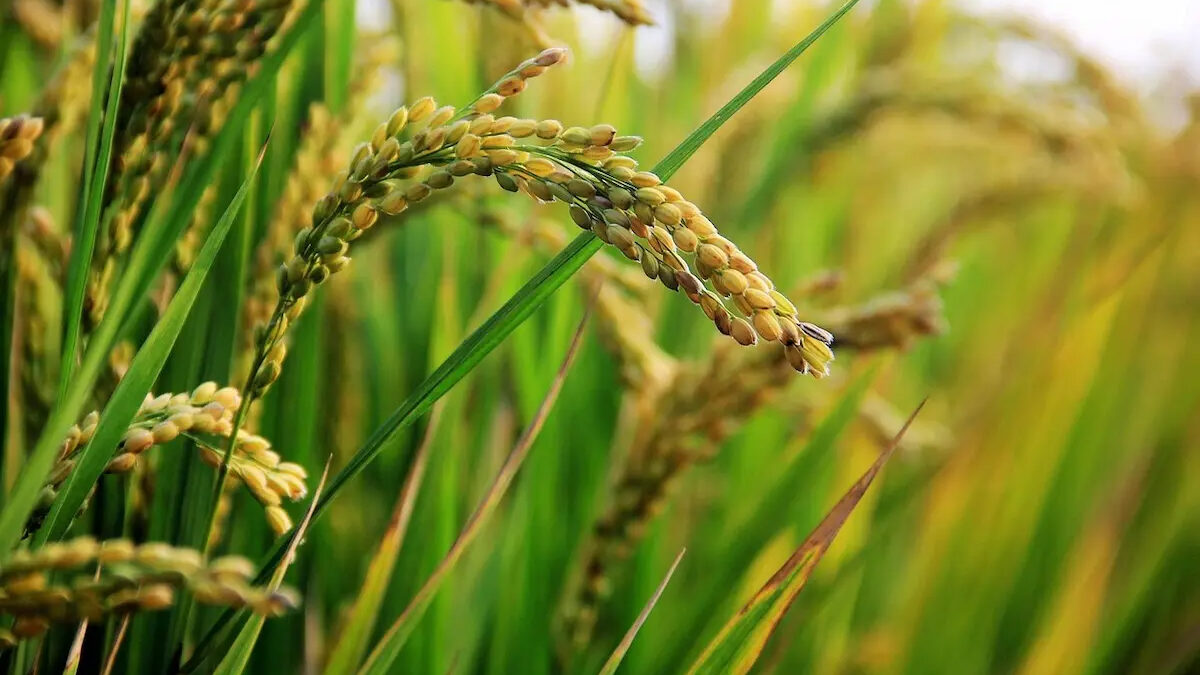 OAB Barro Preto - Colheita avança e oferta reduzida sustenta preços do arroz