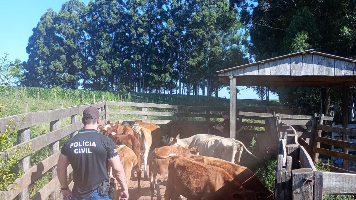 OAB Barro Preto - Sanga Funda investiga esquema de furto e venda ilegal de gado