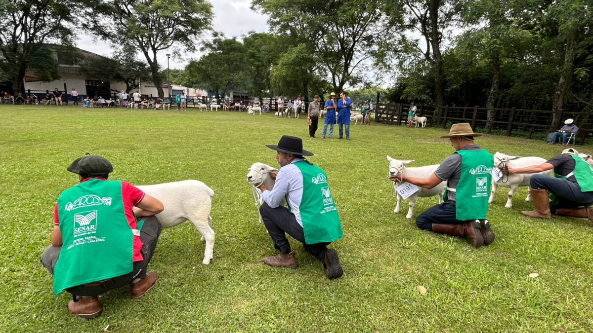 OAB Barro Preto - Ovinocultura gaúcha registra R$ 5 milhões em negócios
