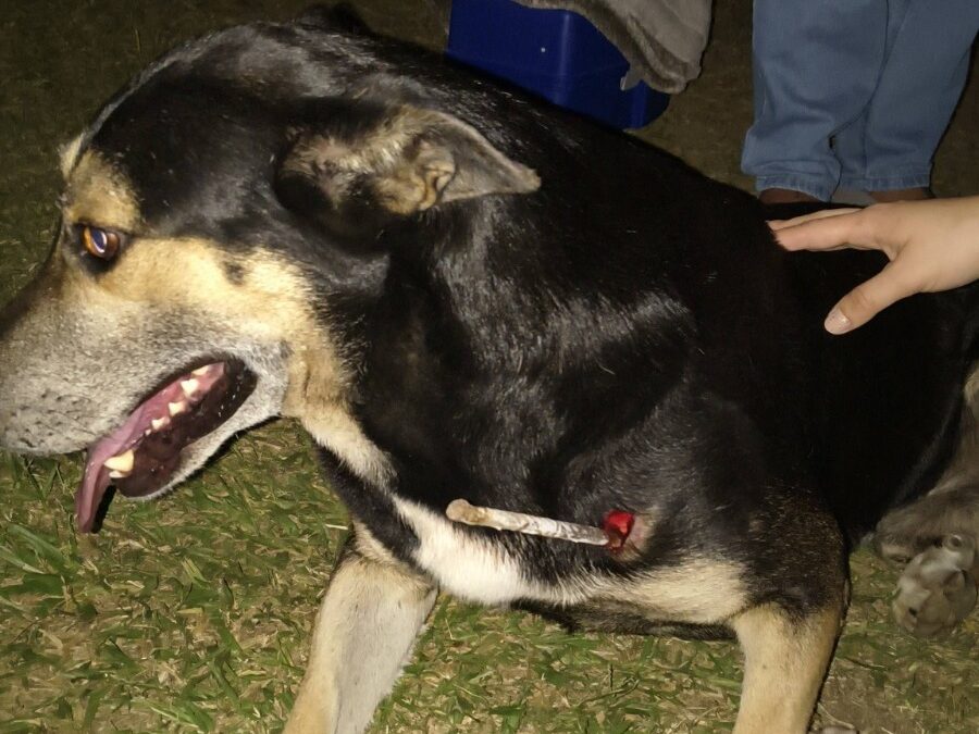 OAB Barro Preto - Cão comunitário é torturado com barra de ferro em Bagé