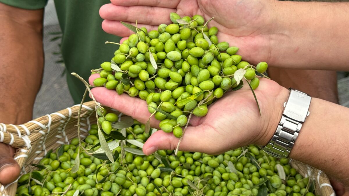 OAB Barro Preto - Colheita oficial de azeitonas marca novo momento da olivicultura