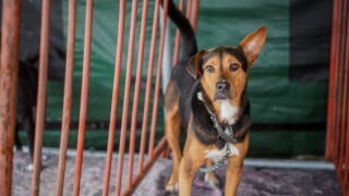 Estado promove encontro sobre bem-estar animal