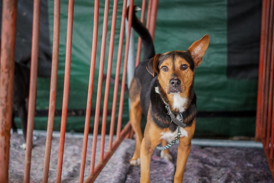 OAB Barro Preto - Estado promove encontro sobre bem-estar animal