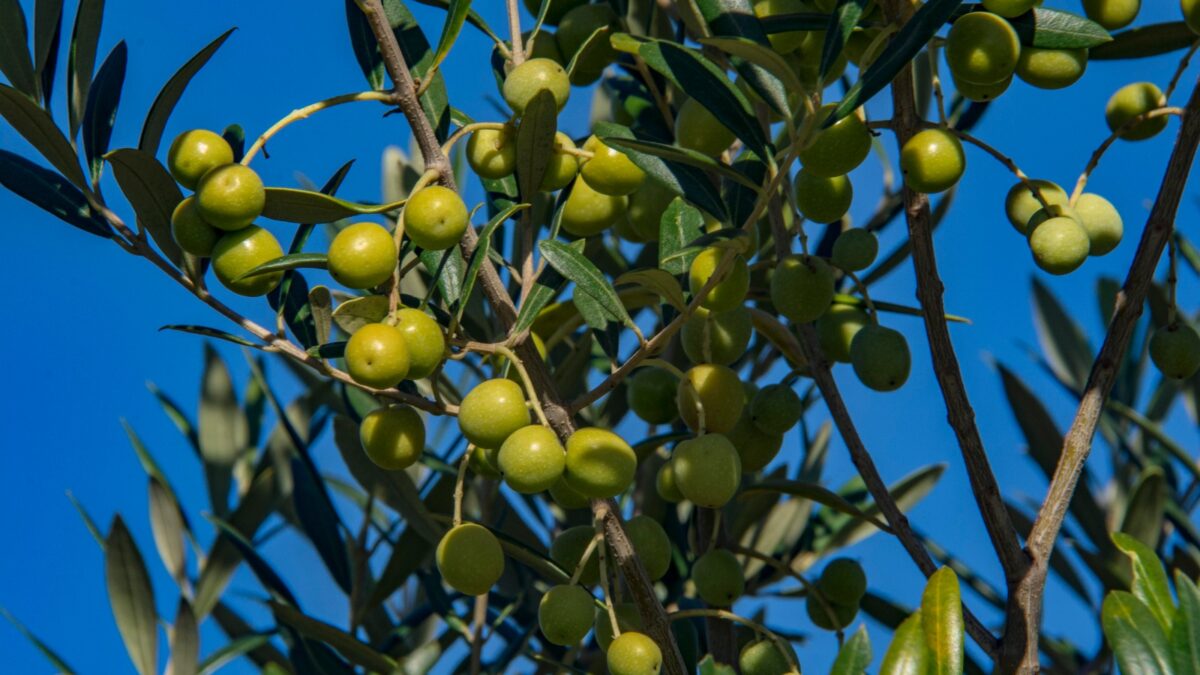 OAB Barro Preto - Metade Sul concentra maiores áreas de oliveiras no Estado